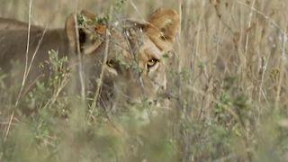 Warthog Almost Kills Pregnant Lion