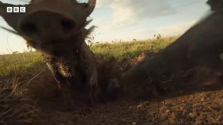 Lions Hunt Warthogs - But Do They Have An Escape Plan?