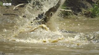 Baby Hippo Gets Lost From Mum In River Full Of Crocodiles