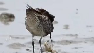 The crab is trying to fight back against the bird