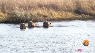 HIPPO ATTACKS 3 LIONS CROSSING THE RIVER