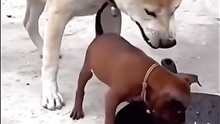Dogs and cats