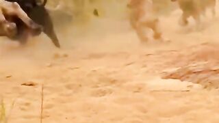 Wild Life. Buffaloes vs. Lions