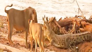 Wild Life. A pride of lions attacked and killed a crocodile