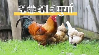 Hen And cock farming