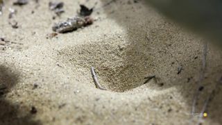 This Antlion is a Devious, Cold-Blooded Killer