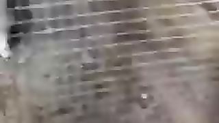 The beautiful birds ll birds that
