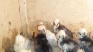 When chickens are small