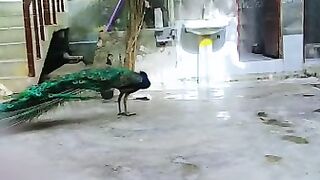 The big birds ll peacock bird
