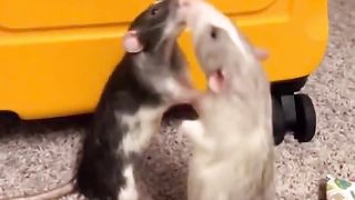 Rats are not as bad as they might seem