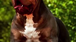 Pitbull is Afraid of These Dogs ????