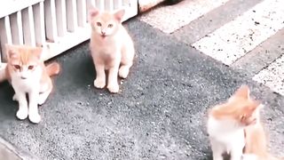 KELOMPOK KUCING OYEN PENJAGA RUMAH KOMPLEK