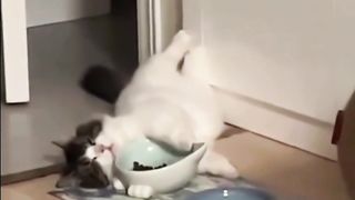 The poor cat is tired of eating food