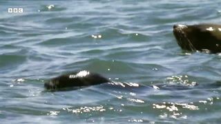 Hungry Hyenas Threaten Seals | Natural World Mothers and Babies | BBC Earth