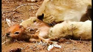 The lioness brings the fawn back home to its mother.