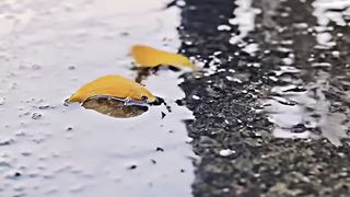 Heart Touching moment|| help the girl's fishes