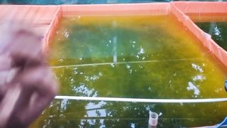 Katanya Em4+Molase boleh ditebar kekolam yang sudah ada ikannya, Sekarang TIDAK BOLEH, Gimana sih❗ Berikut penjelasannya