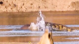 How to hippos take revenge on crocodiles