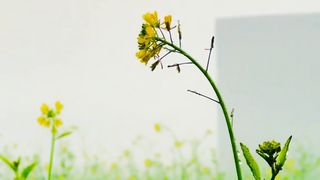 Soothing Relaxing Video | Entertainment Video | Relaxing Nature | #febspot #shortvideo