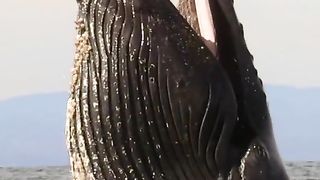 وہیل سمندر میں