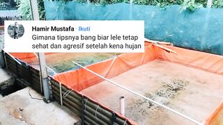 4 Tips agar ikan lele tetap sehat dimusim hujan