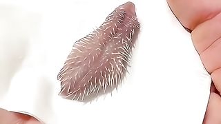 Hedgehog chicks #Subscribe to my channel