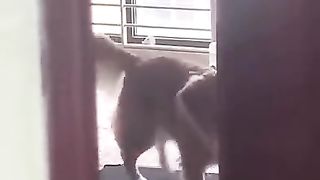 A dog trains on a treadmill