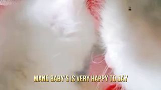 Kitten is very happy