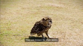 Facts about owls