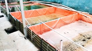 Jika harga pakan antara 10rb - 18rb dan harga jual ikan lele 50rb❗ Bagaimana menurut kalian❓