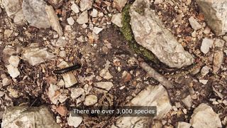 Facts about Snakes