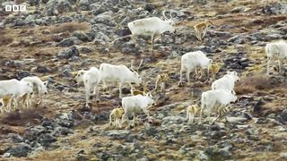 Arctic Wolf Hunts Baby Caribou