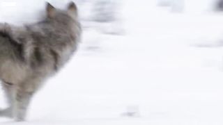Daughter Wolf Sneaks Away to Mate with Outcast Male | BBC Earth