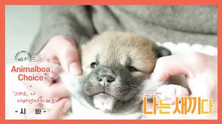 I'm 25 Days Old Shiba Inu Baby