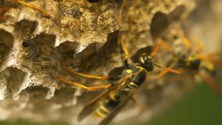 How Paper Wasps ‘Tap’ to Select the Identity of their Larvae