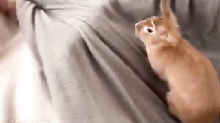 Jokes with pet rabbits
