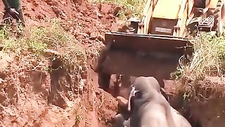 Rescue Elephant's Family