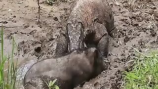 Piglets Who Dare To Fight Komodo