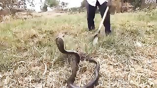 The King Venom In The Bamboo Forest Hole