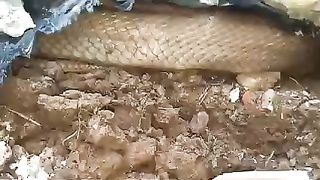The King In Basement Hole