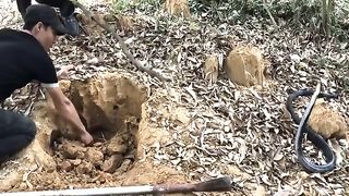 Ancient Defendee In The Wild By The King