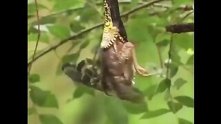 Great!!! The Mother Bird Saved The Little Bird From The Snake In Time