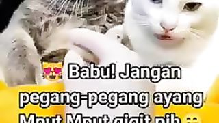 Kocheng Betina Mpuut Tidak Mau Kekasihnya Diganggu