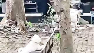Kocheng Betina Marah Sama Doggy