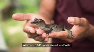 Facts About Lizards