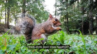 Facts About Squirrels