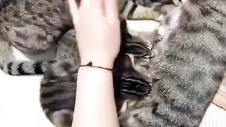 Kocheng Belang Dewasa Ikutan Menyusu Dengan Kittens