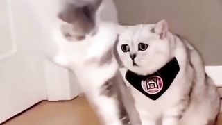 Kocheng Betina Panik & Cemas Melihat Kitten Masuk Botol