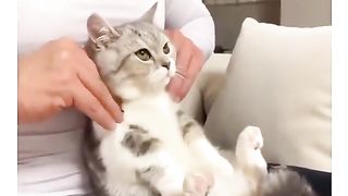 Kitten Cemong Sedang Dipijat