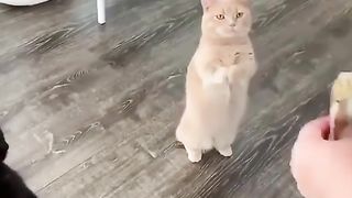 Kocheng Oyen Syudah Tidak Bar Bar